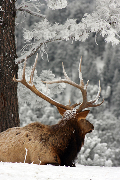 Rocky Mountain bull elk in habitat. 