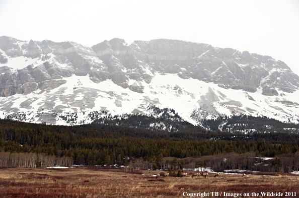 Rocky Mountain elk in habitat. 