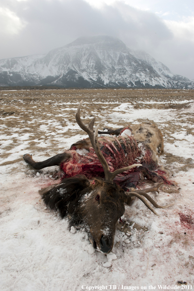 Elk carcass from predator in winter meadow. 