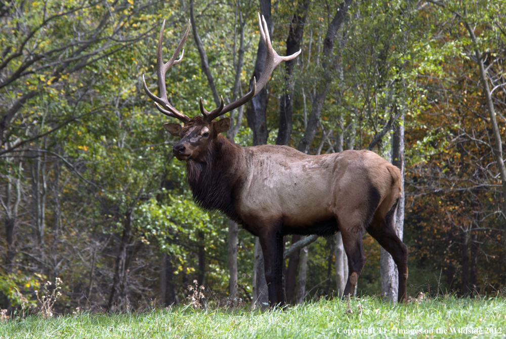 Rock Mountain Elk in habitat. 