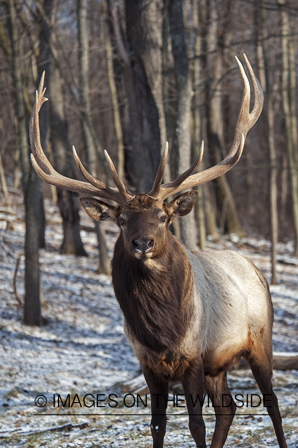 Rocky Mountian Elk in habitat.