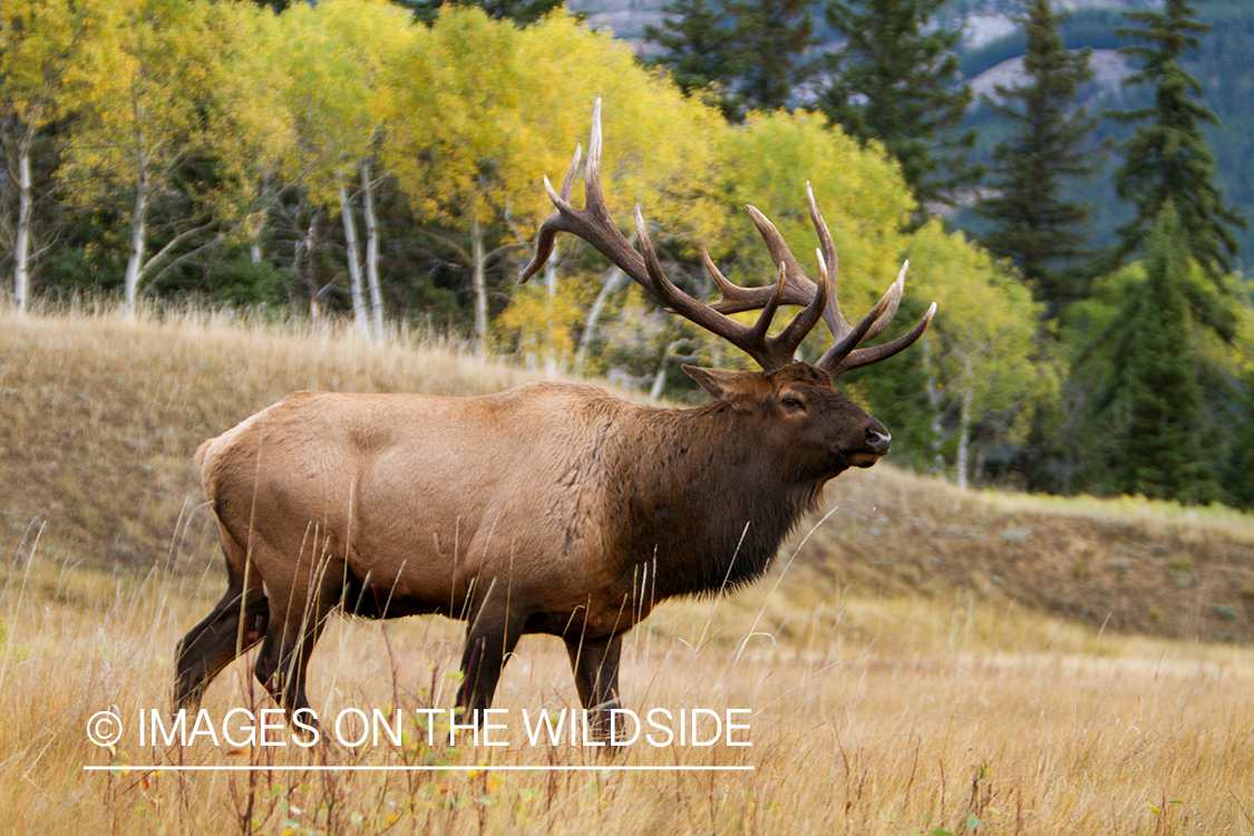 Rocky Mountain Bull Elk in habitat.