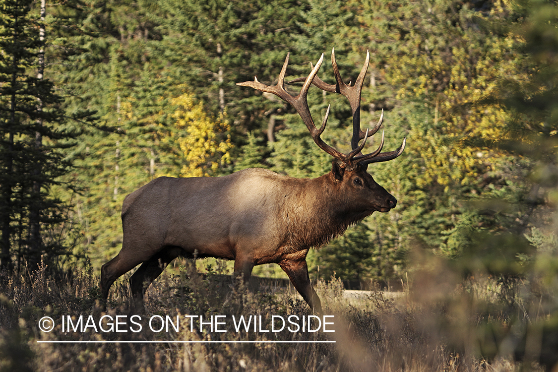 Rocky Mountain Bull Elk in habitat.