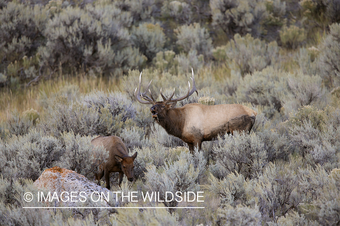 Rocky Mountain Bull Elk bugling in habitat.