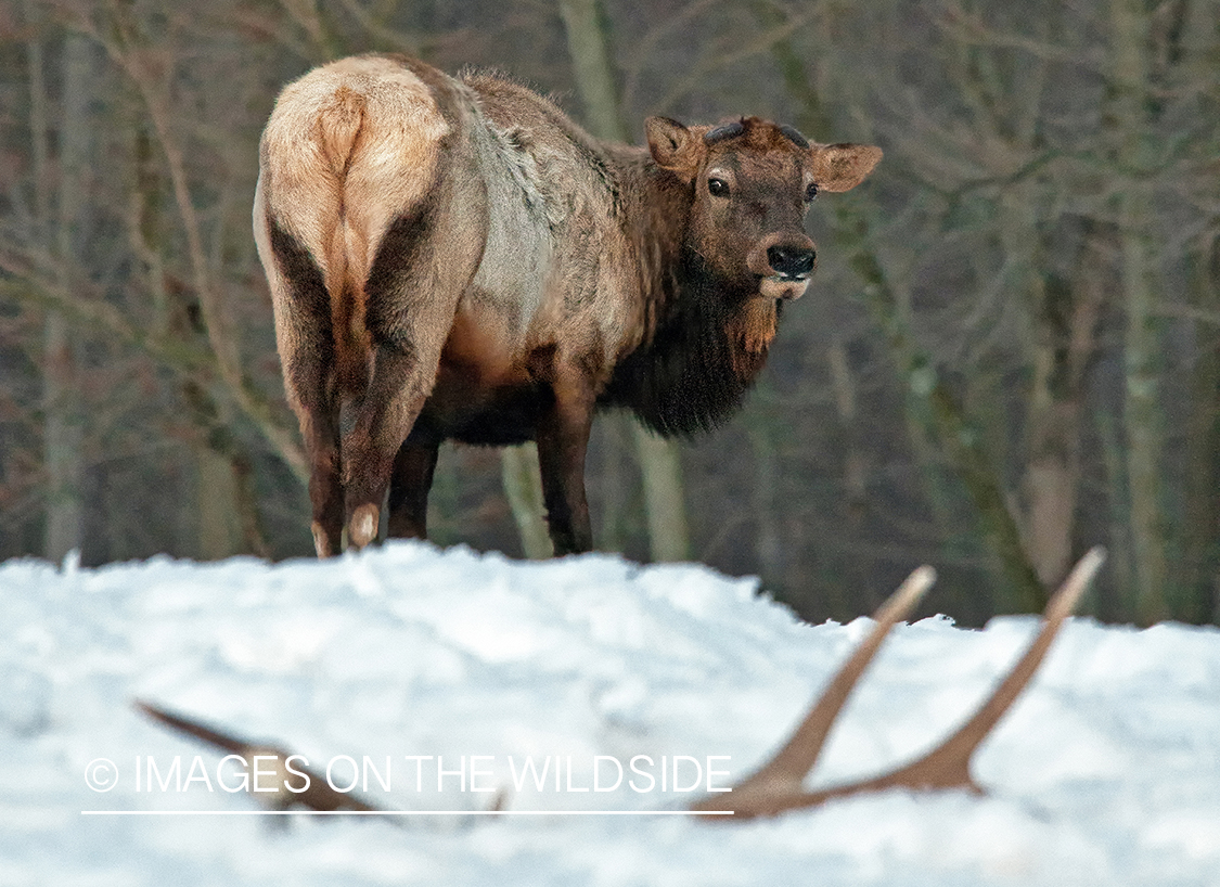 Bull elk looking back at shed antler.