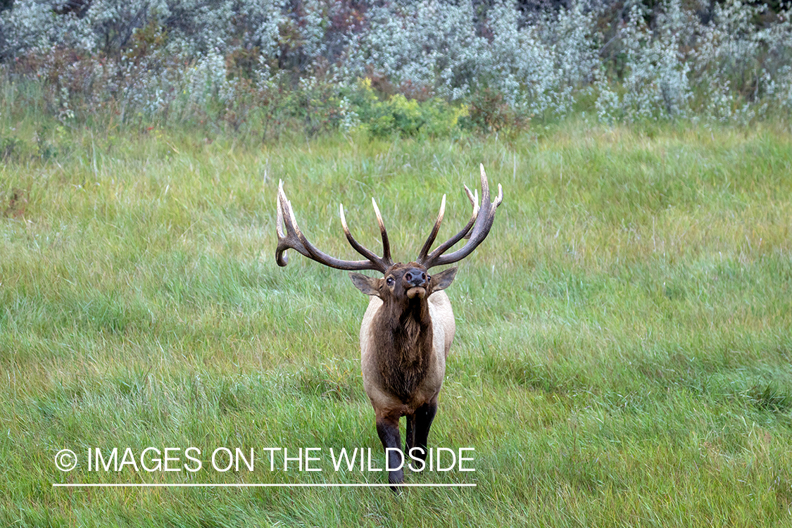 Bull elk in autumn habitat.