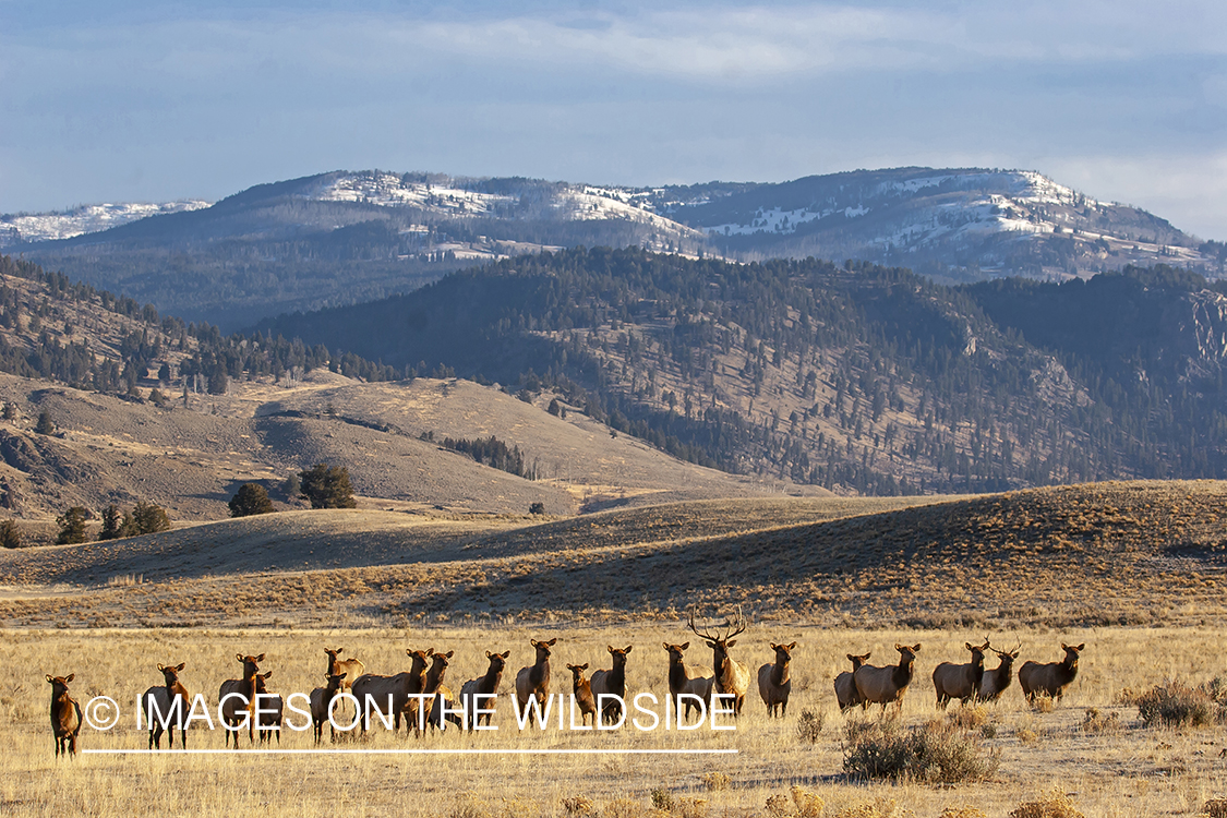 Elk herd in field.