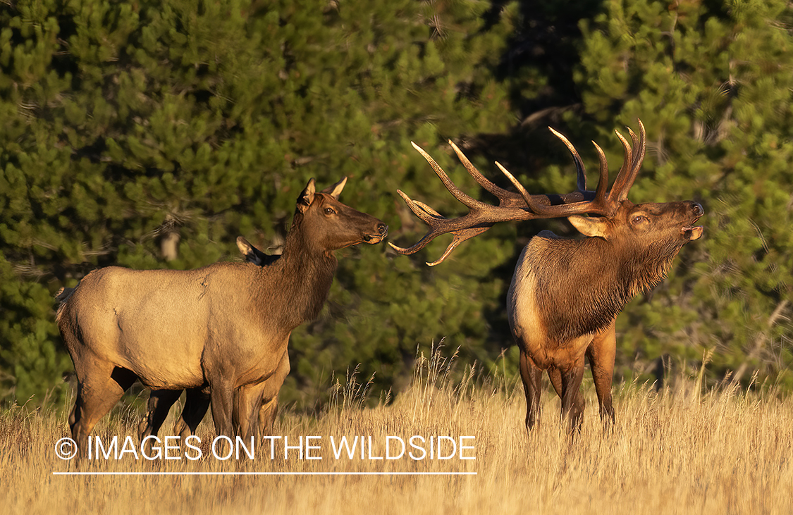 Rocky Mountain Elk in field.