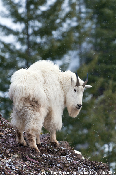 Billy Mountain Goat