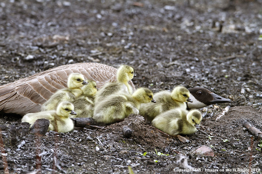 Goose with goslings.