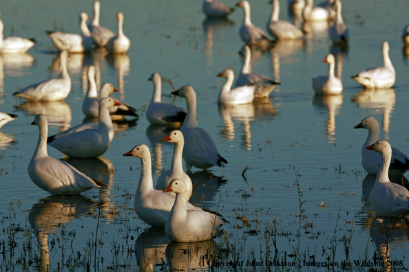 Snow geese in habitat.