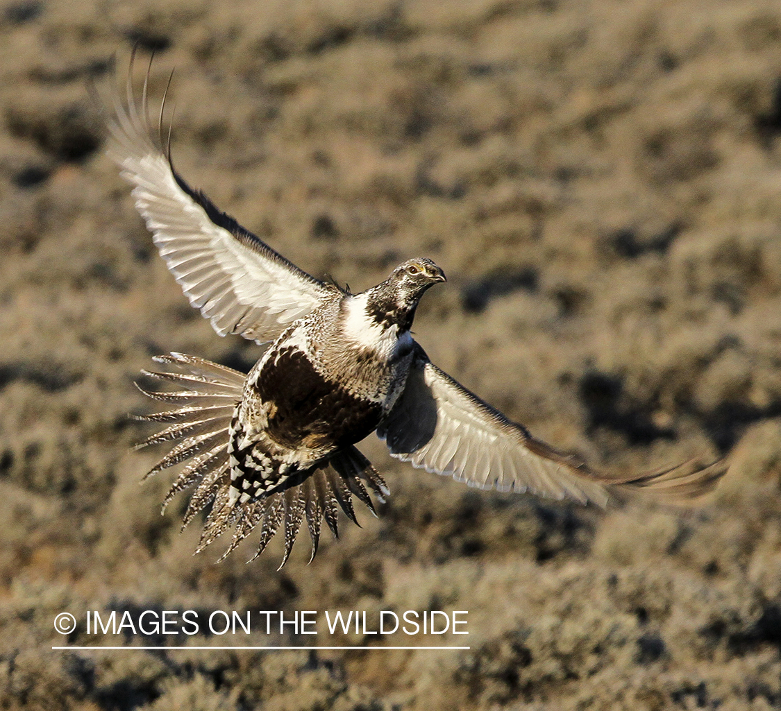 Male sage grouse in flight.