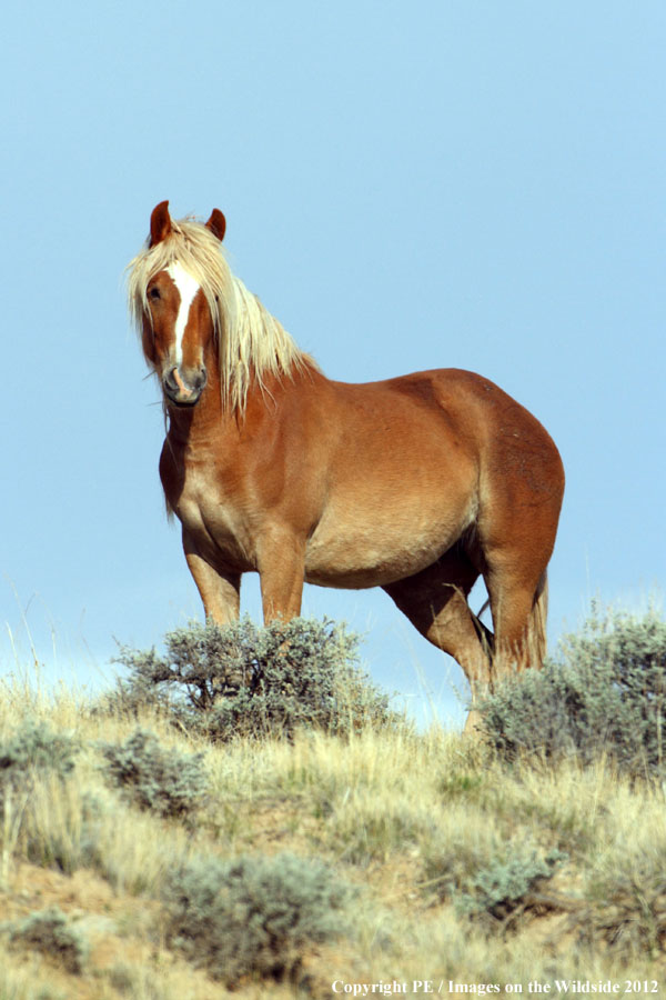 Wild Horse in habitat.