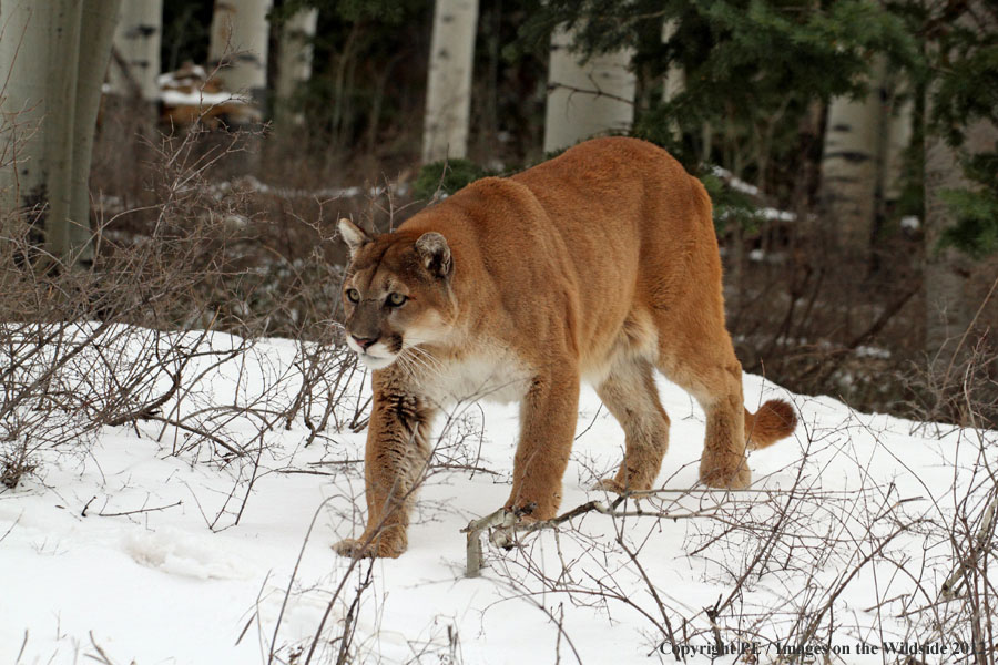 Mountain Lion in habitat.