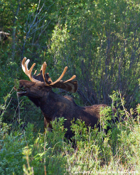 Shiras Moose eating. 