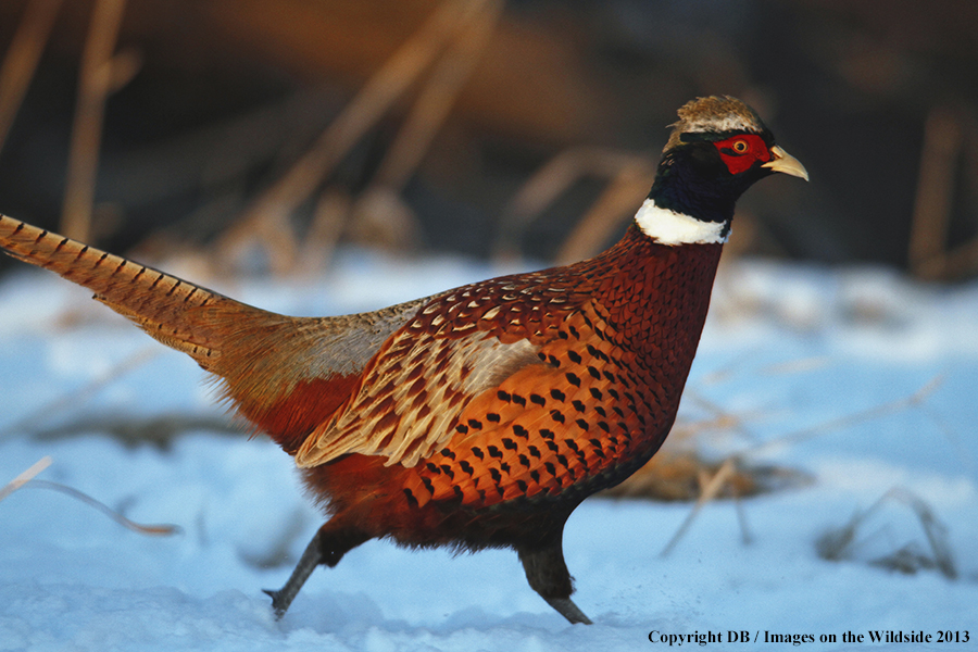 Ring-necked pheasant in field.