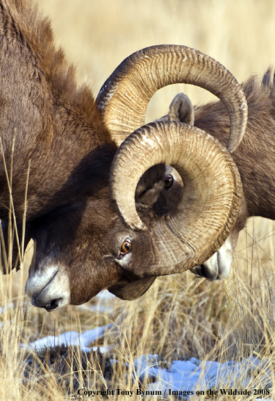 Rocky Mountain Bighorn Sheep