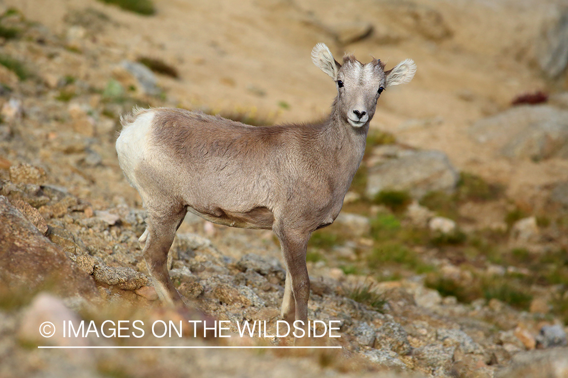 Rocky Mountain Bighorn Sheep lamb in habitat. 