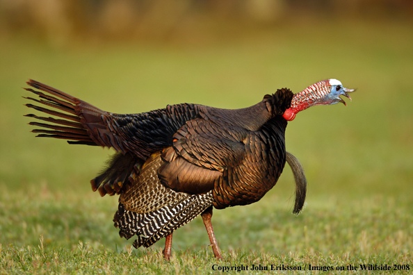 Eastern Wild Turkey gobbling