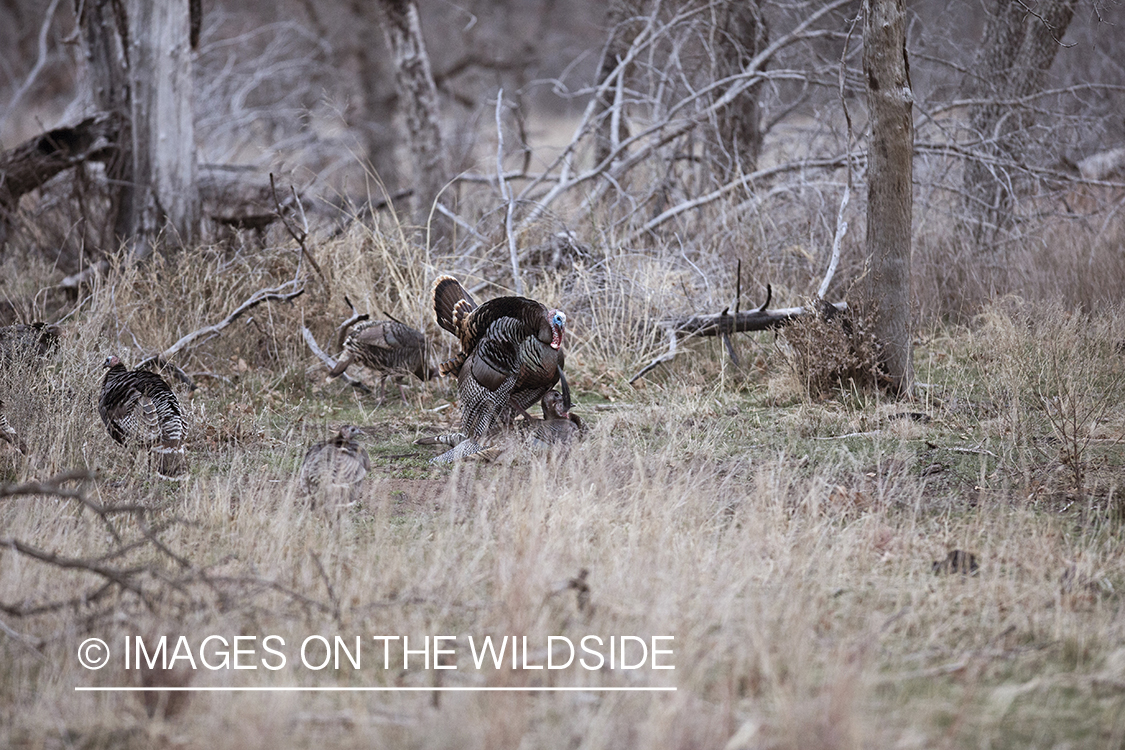 Eastern Wild Turkeys breeding in habitat.