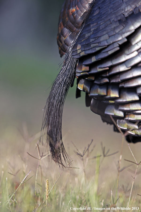 Rio Grande Turkey beard.