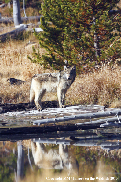 Gray Wolf in habitat