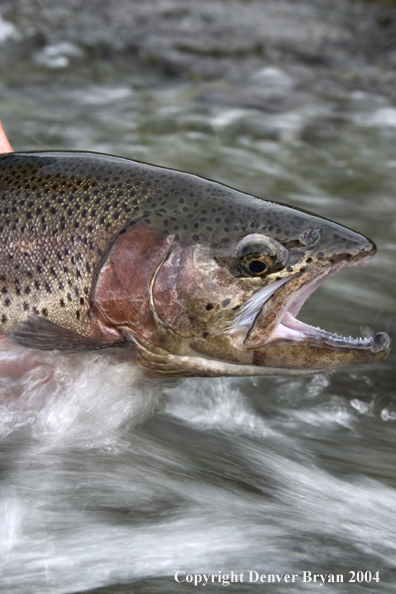 Close-up of Rainbow trout being released.