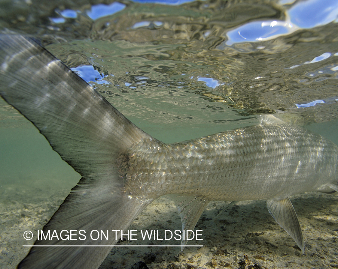 Bonefish tail