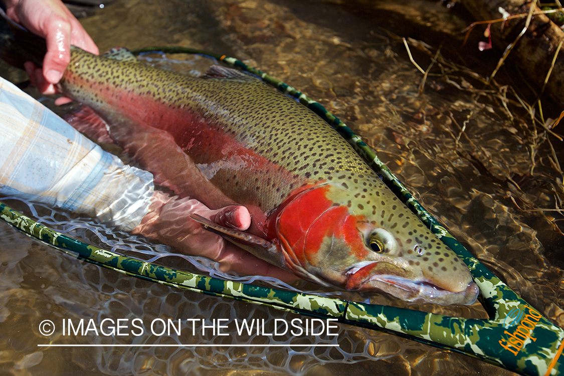 Flyfisherman releasing rainbow trout.