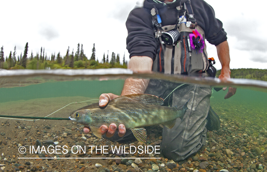 Fisherman with Grayling.