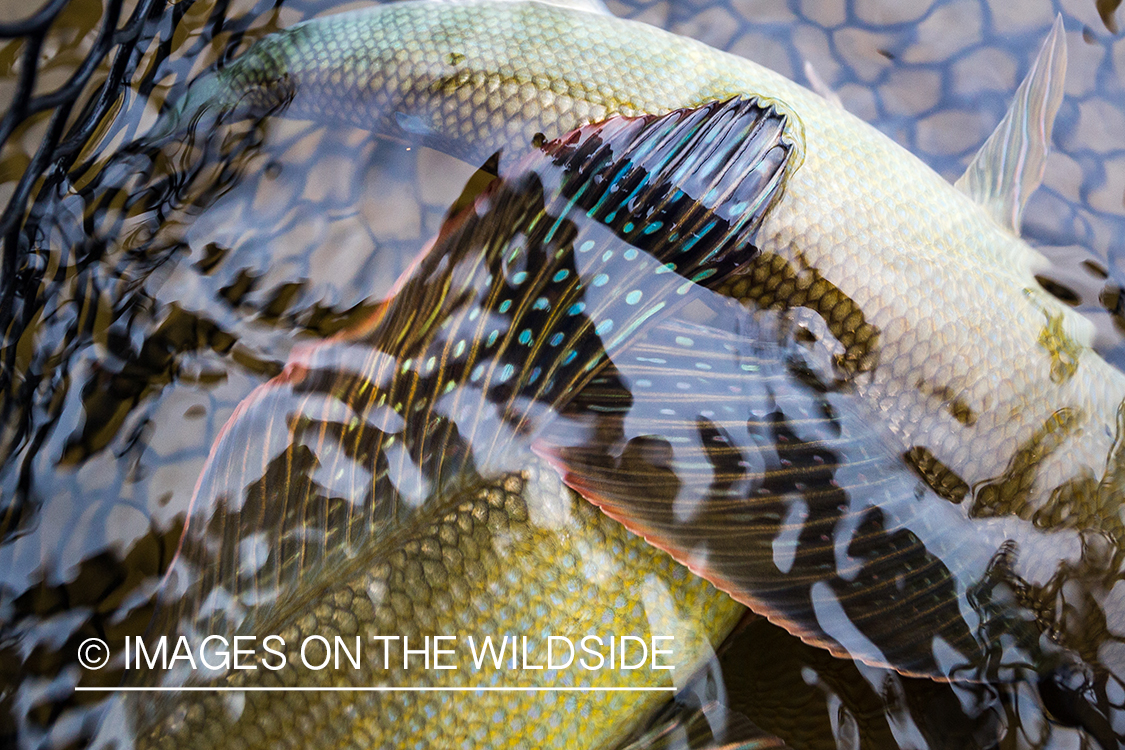 Arctic grayling in net. 