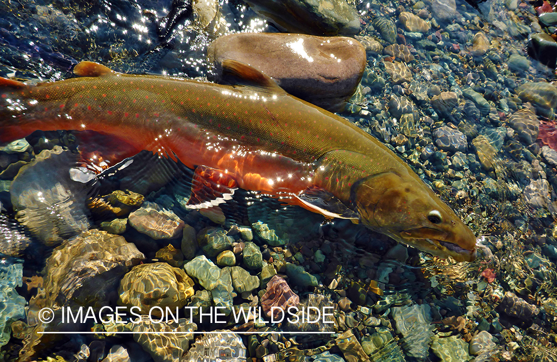 Flyfisherman releasing bull trout.