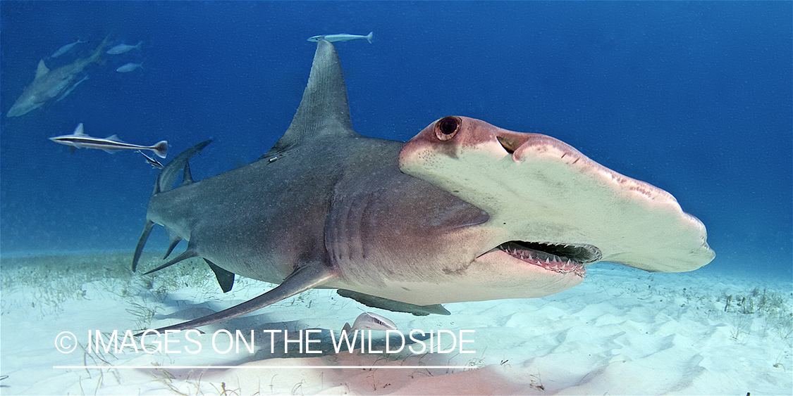 Hammerhead shark in ocean.