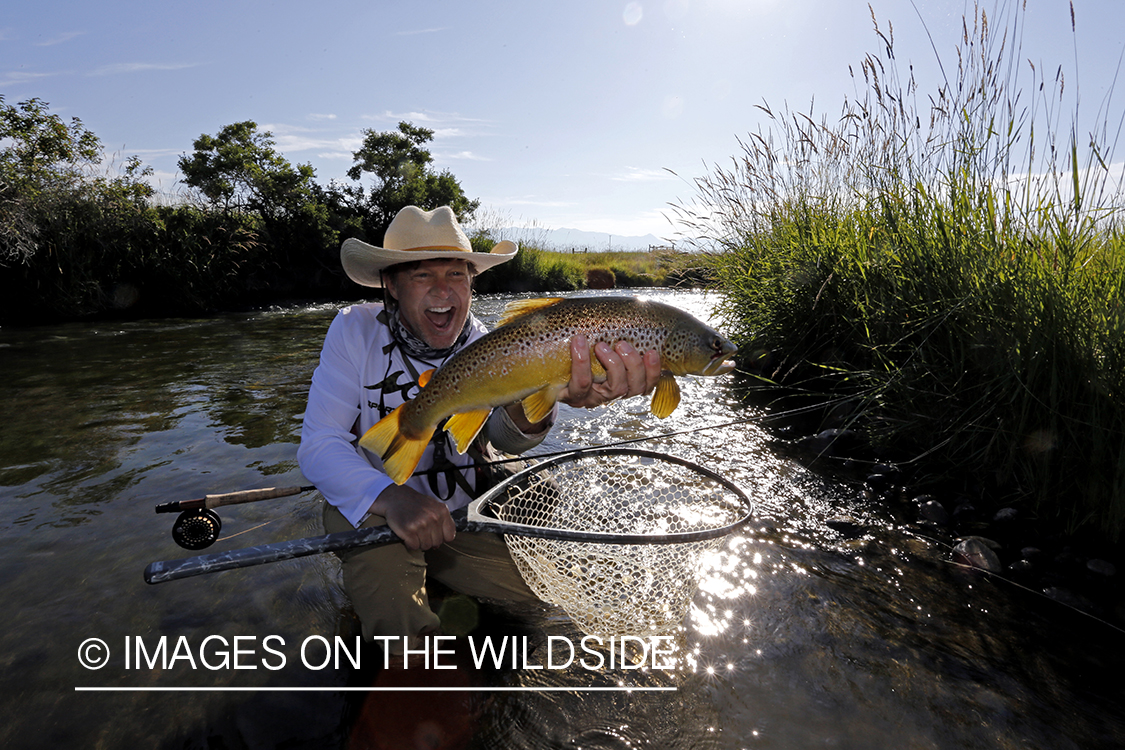 Flyfisherman releasing brown trout.