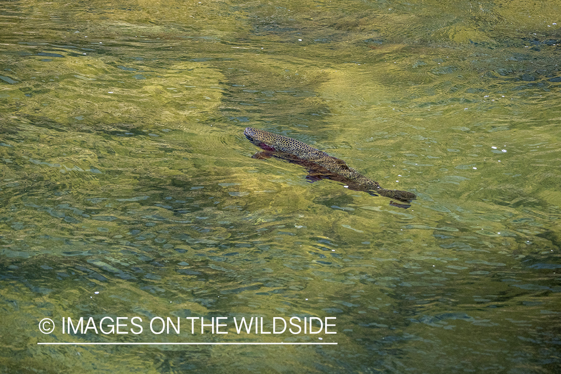 Rainbow trout in water.