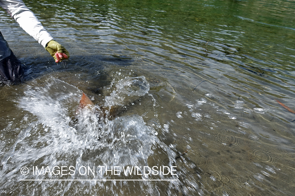 Flyfisherman releasing bull trout.