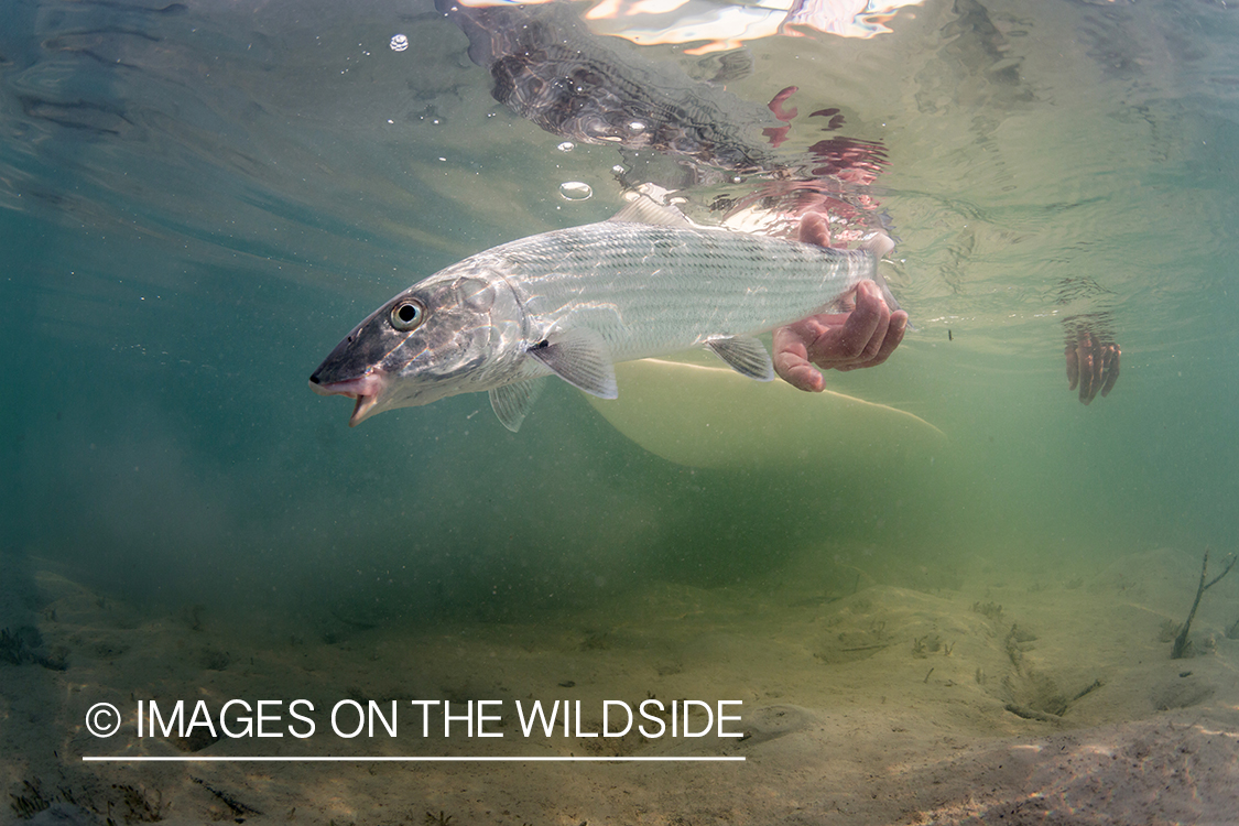 Flyfisherman releasing Bonefish.