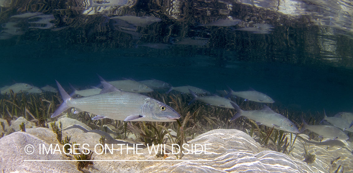 Bonefish in habitat.