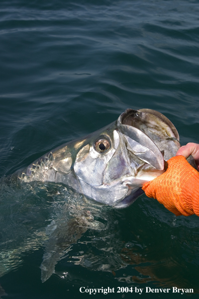 Flyfisherman releasing tarpon 