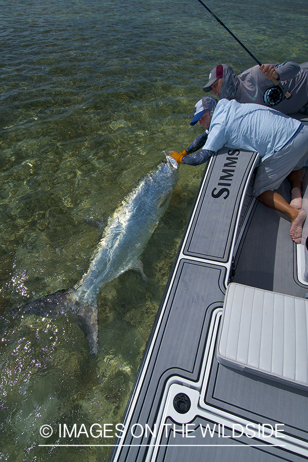 Flyfishermen with tarpon.