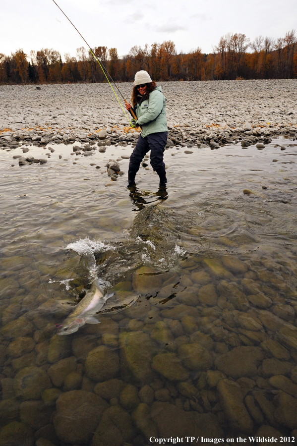 Flyfisherwoman with hooked Steelhead. 