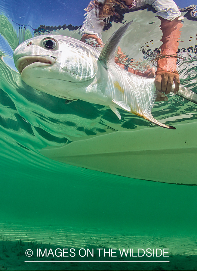 Permit being released underwater.