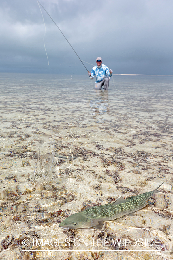 Flyfisherman and bonefish on St. Brandon's Atoll flats.