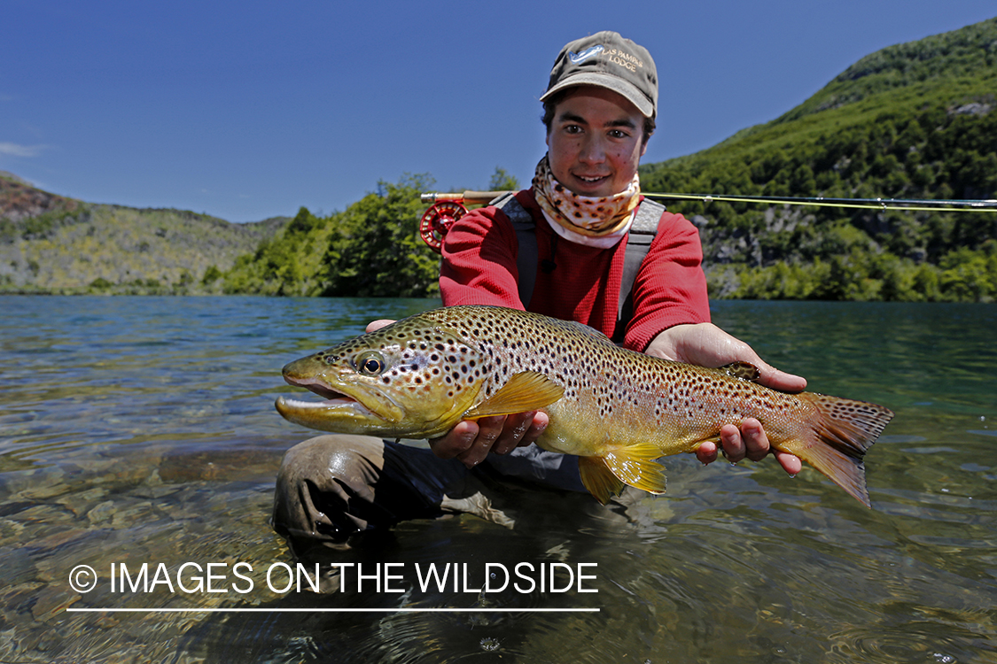 Flyfisherman releasing brown trout.