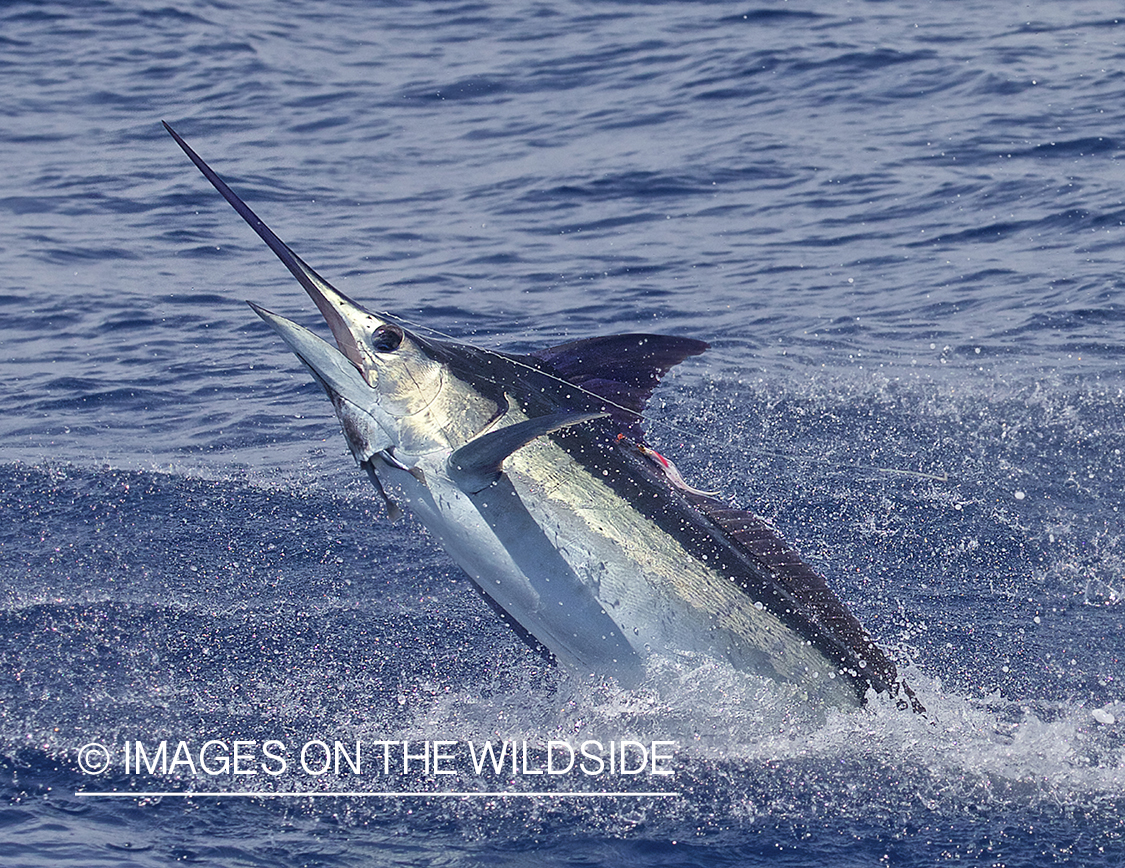 Marlin (blue) jumping.