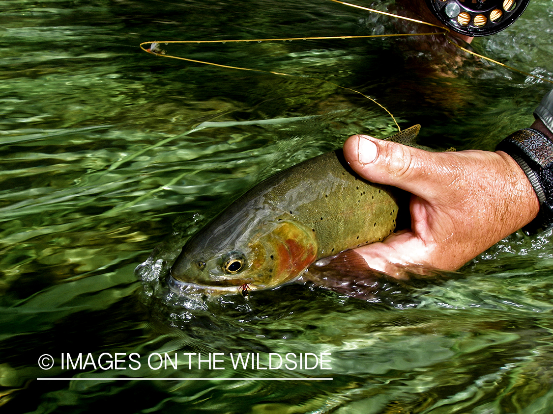 Cutthroat trout.