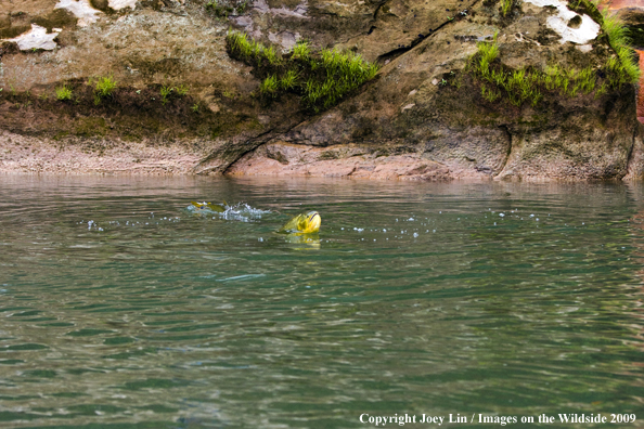 School of Golden Dorados eating Bait Fish