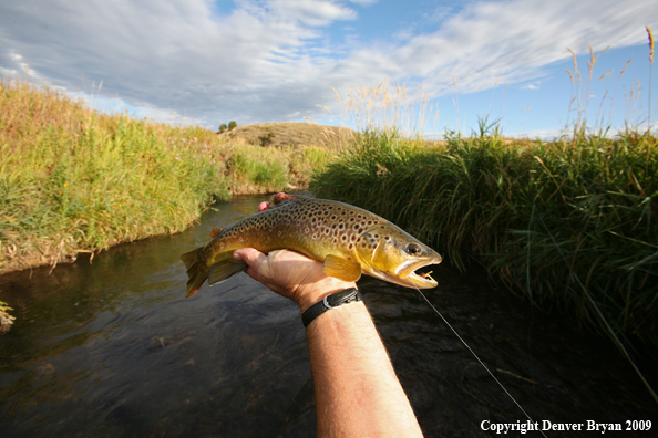 Flyfisherman with brown trout