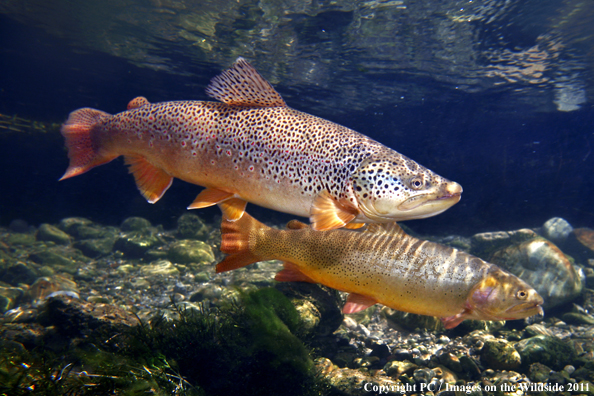 Brown trout and Cutthroat, Gree River, WY. 