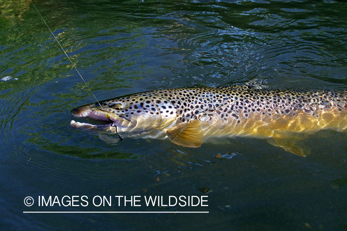 Brown trout on the line.